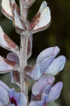 Gulf Coast lupine